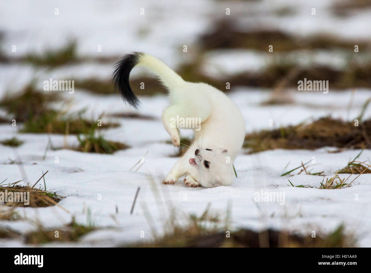 Hermelin Hermelin, Short-tailed weasel (Mustela erminea), Saltos im Winter Mantel in einer schneebedeckten Wiese, Ablenkungsmanöver, Deutschland Stockfoto