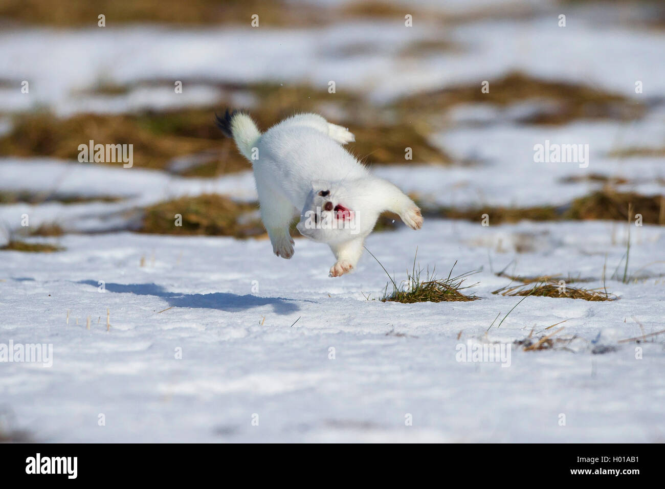 Hermelin Hermelin, Short-tailed weasel (Mustela erminea), Saltos im Winter Mantel in einer schneebedeckten Wiese, Ablenkungsmanöver, Deutschland Stockfoto