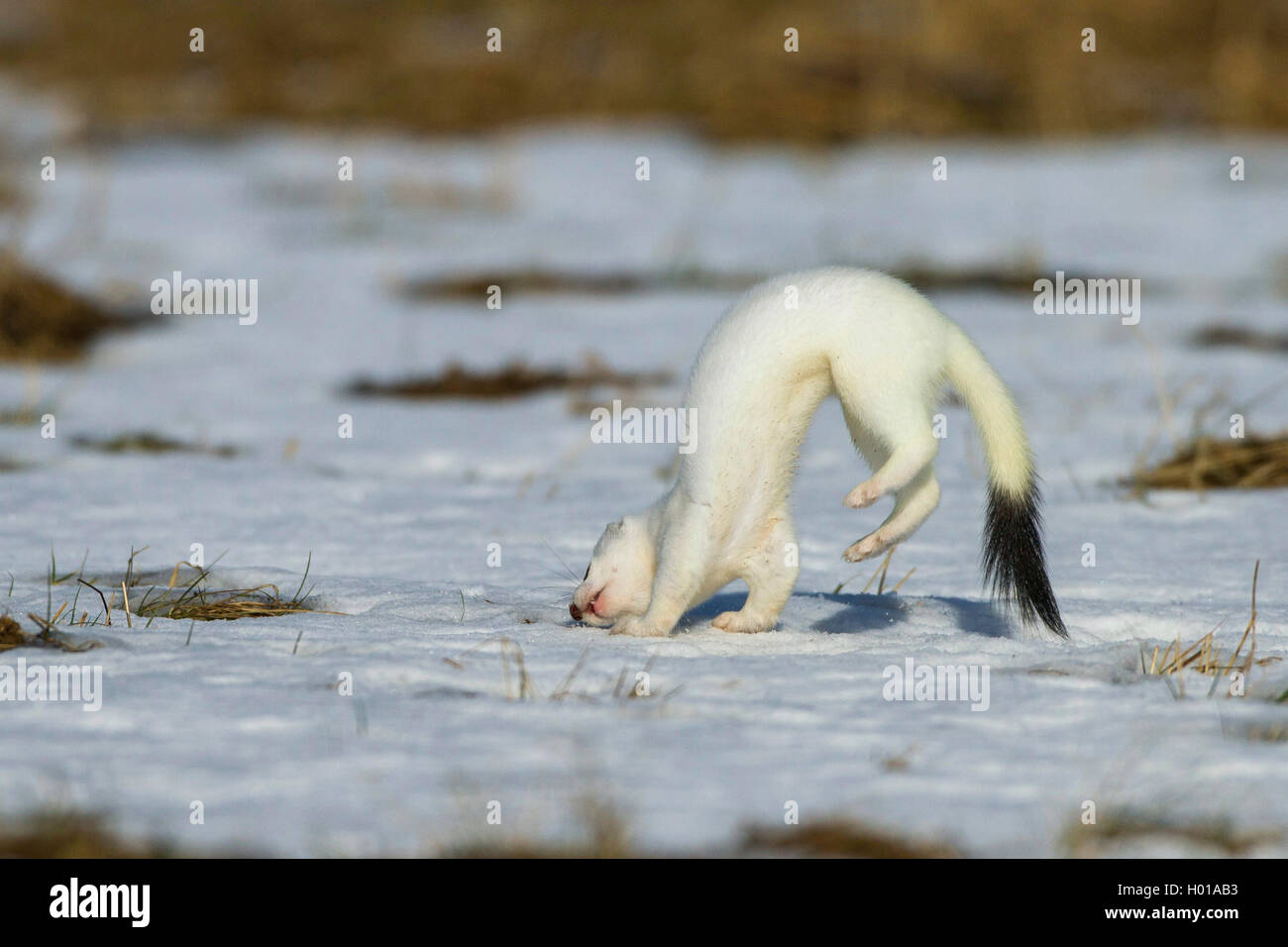 Hermelin Hermelin, Short-tailed weasel (Mustela erminea), Saltos im Winter Mantel in einer schneebedeckten Wiese, Ablenkungsmanöver, Deutschland Stockfoto