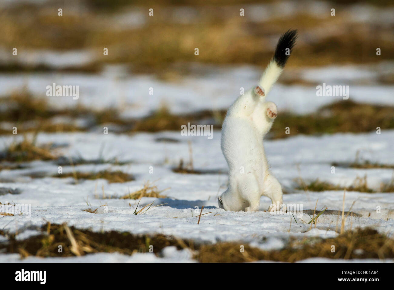 Hermelin Hermelin, Short-tailed weasel (Mustela erminea), Saltos im Winter Mantel in einer schneebedeckten Wiese, Ablenkungsmanöver, Deutschland Stockfoto