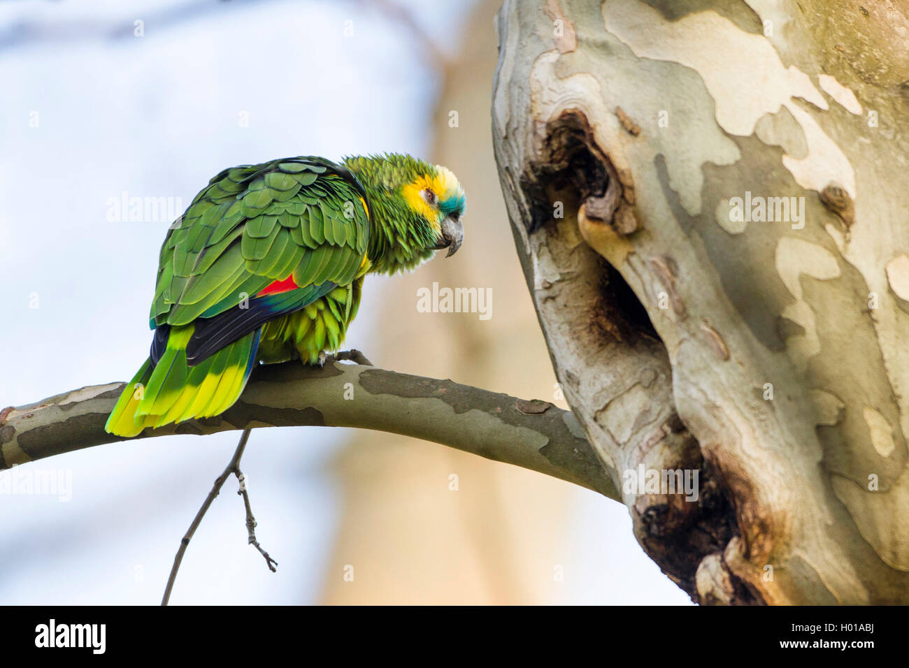 Blue-fronted Amazon (Amazona aestiva), sitzend auf einem Zweig vor dem Baum Bohrung Stockfoto
