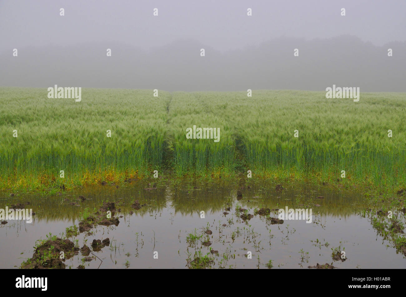 Gerste (Hordeum vulgare), Pfütze nach starkem Regen auf einem Gerstenfeld, Deutschland, Nordrhein-Westfalen, Ruhrgebiet, Castrop-Rauxel Stockfoto