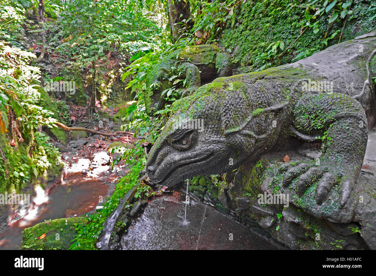 Komodo-Waran, Komodo Waran, Komodowaran (Varanus Komodoensis), Zollvergehen Komodowarane Im Heiligen Frühling Tempel, Affenwald, Indonesi Stockfoto