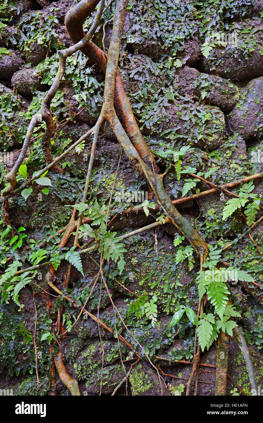 roots of a fig tree on a wall of Holy Spring Temple , Indonesia, Bali, Ubud Stockfoto