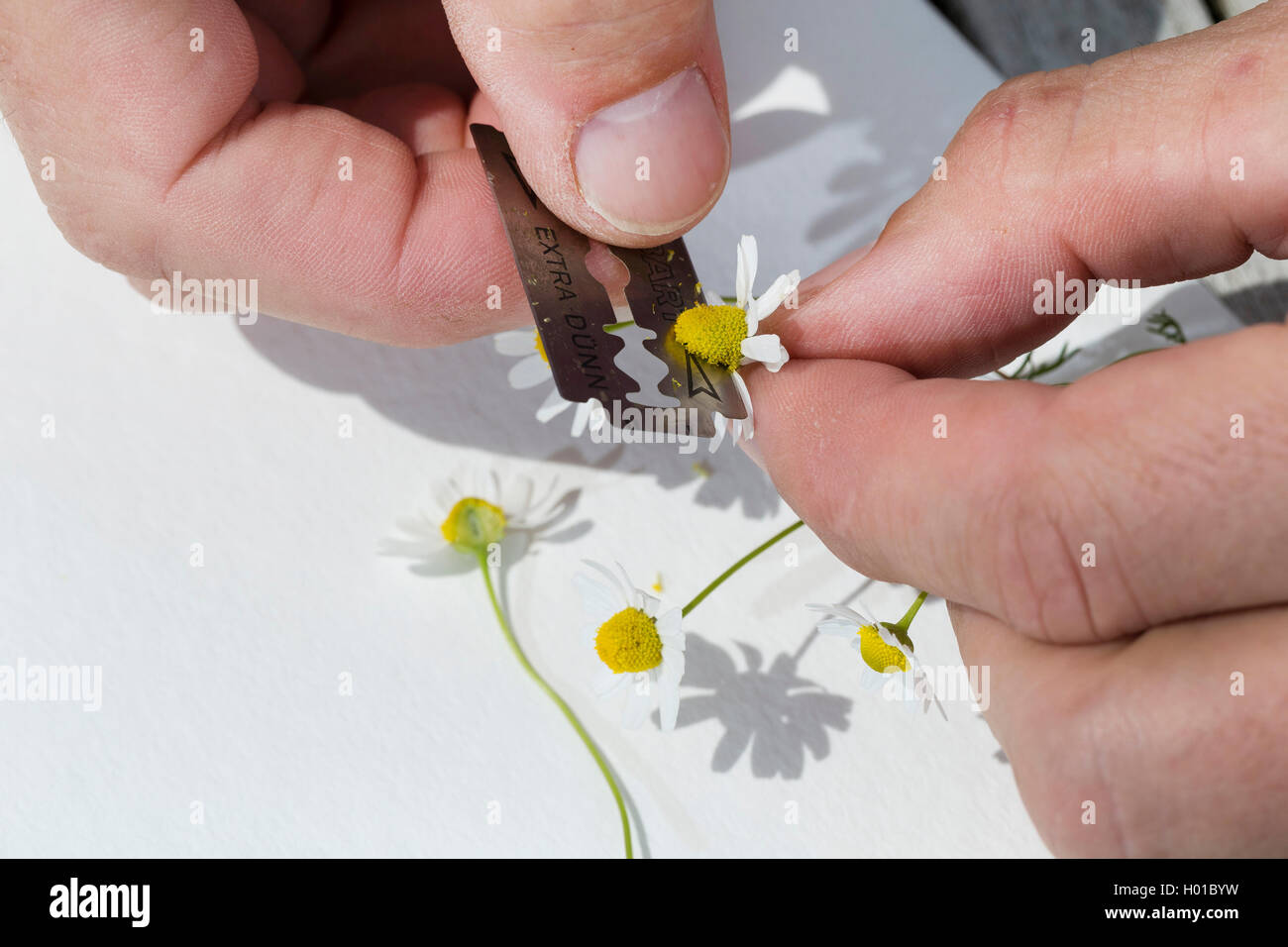 Duftende mayweed, Deutsch, Deutsch mayweed Kamille (Matricaria Chamomilla, Matricaria recutita), die Vorbereitung der Anlage für die Trocknung für ein herbarium, Deutschland Stockfoto