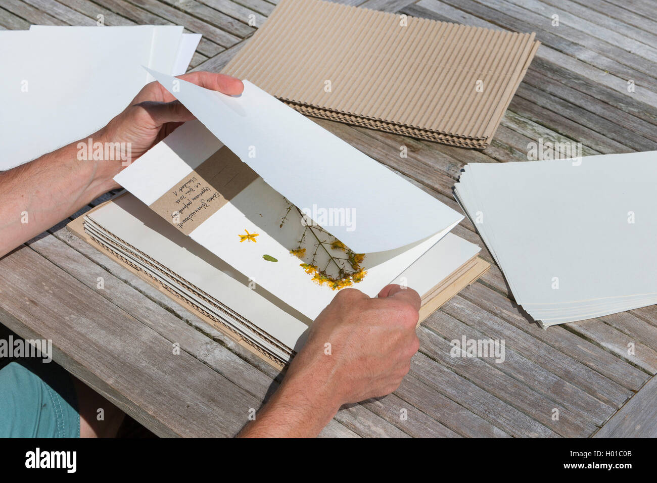 Echtes Johanniskraut, Tuepfel-Hartheu, Tuepfelhartheu, Tuepfel-Johanniskraut, Tuepfeljohanniskraut, Johanniskraut (Hypericum pro Stockfoto