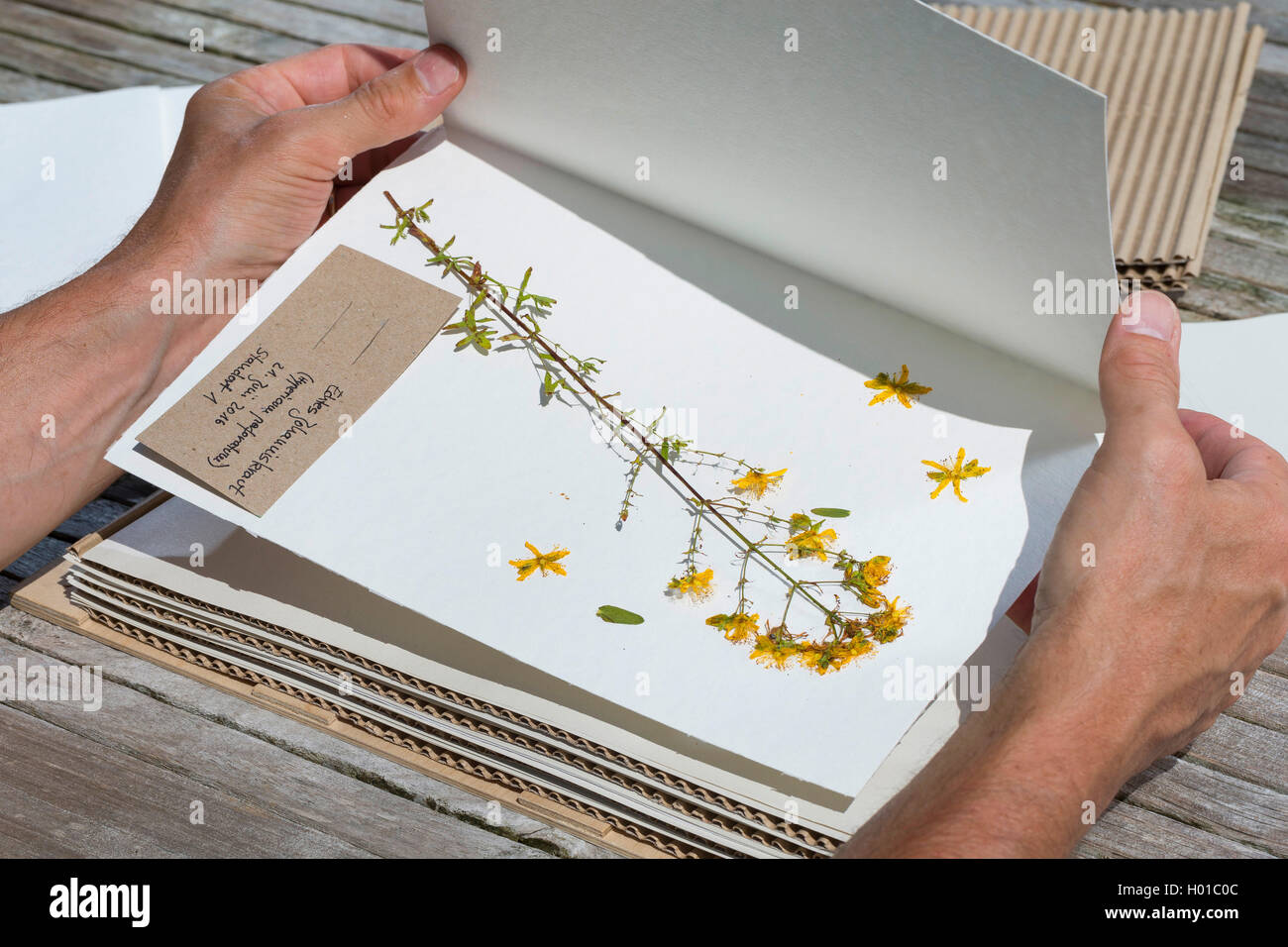 Echtes Johanniskraut, Tuepfel-Hartheu, Tuepfelhartheu, Tuepfel-Johanniskraut, Tuepfeljohanniskraut, Johanniskraut (Hypericum pro Stockfoto