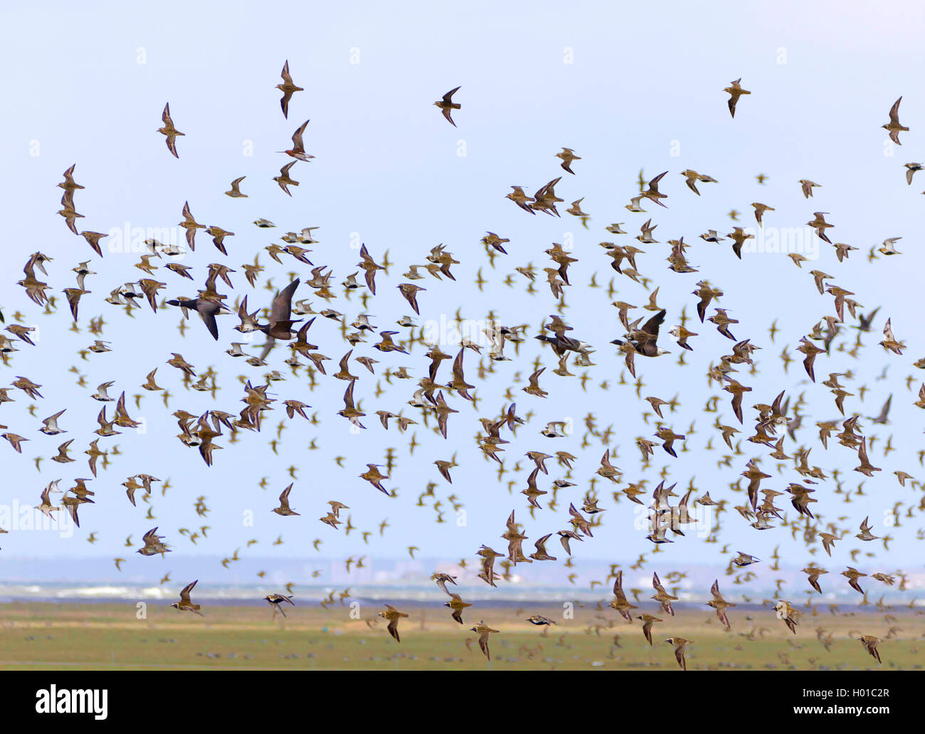 Europäische Goldregenpfeifer (Pluvialis apricaria), Herde im Flug, Deutschland, Schleswig-Holstein, Friesland, Hallig Hooge Stockfoto