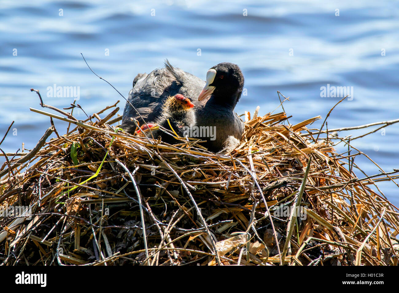 Schwarz Blässhuhn (Fulica atra), mit gerade geschlüpften Küken, Deutschland Stockfoto