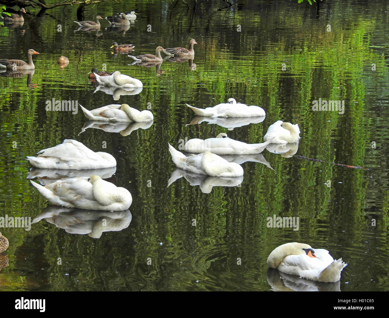 Höckerschwan (Cygnus olor), schlafende Höckerschwäne auf der Alster, Deutschland, Hamburg Stockfoto