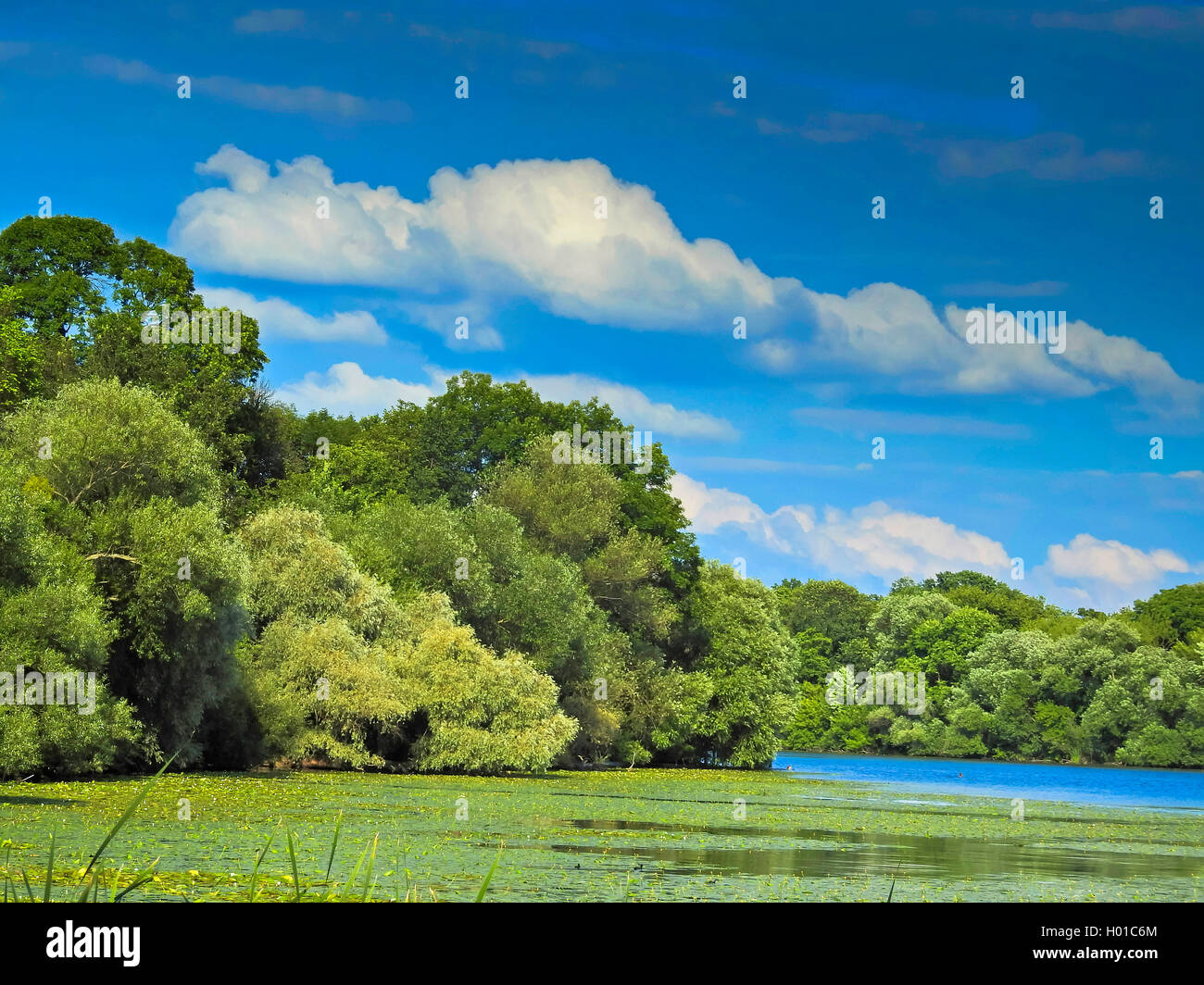 Templiner See im Sommer, Deutschland, Brandenburg, Potsdam Stockfoto