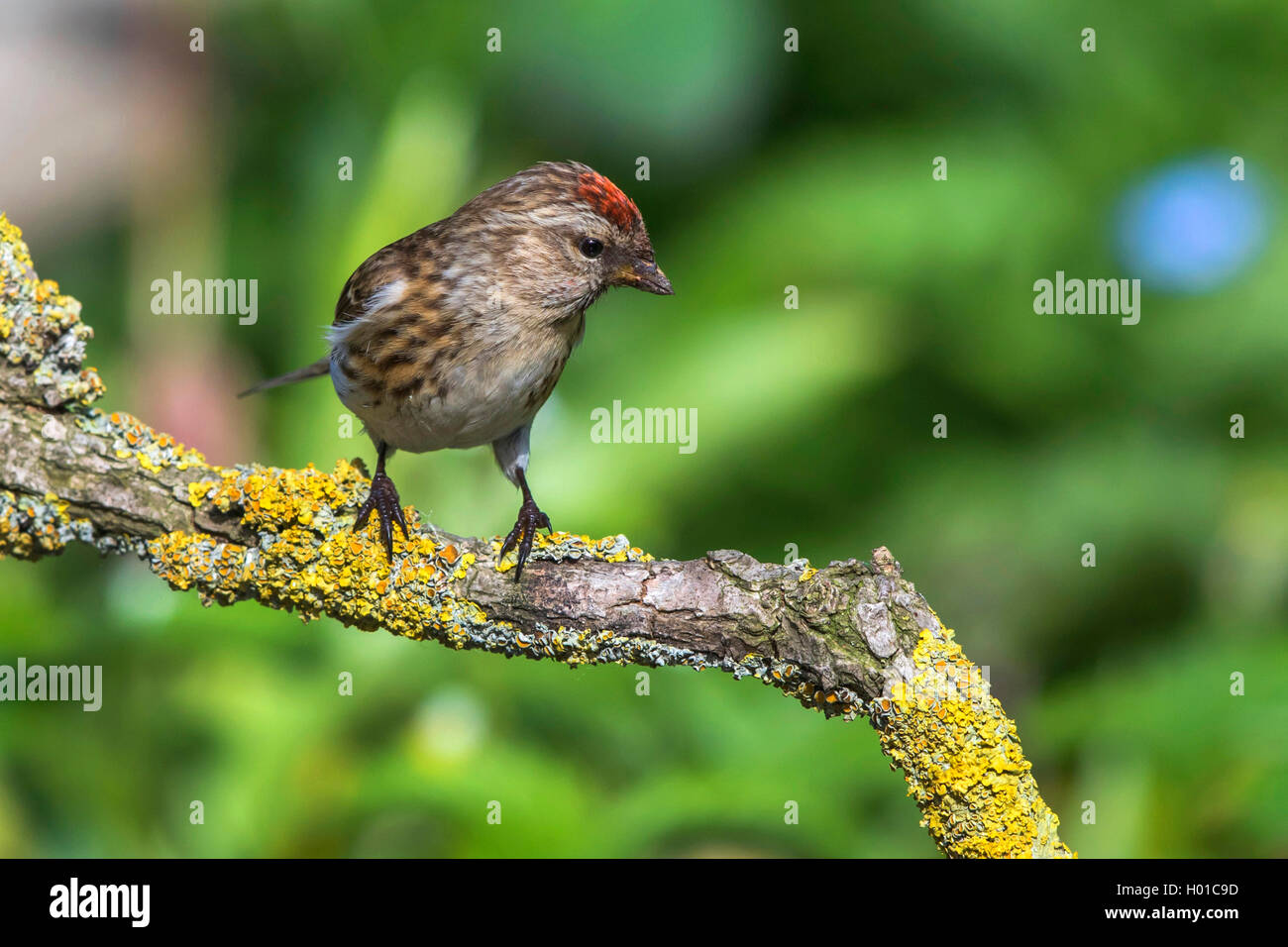 Redpoll, common redpoll (Carduelis flammea, Acanthis flammea), Weibliche auf einem Zweig, Deutschland, Mecklenburg-Vorpommern Stockfoto