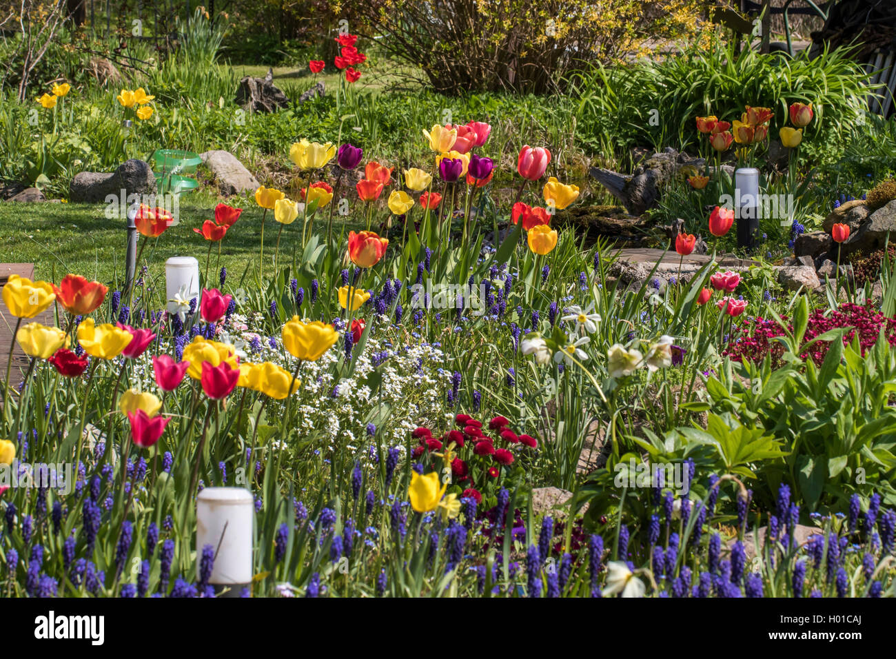 Gemeinsamen garten Tulpe (Tulipa gesneriana), Garten im Frühling mit Tulpen, Traubenhyazinthen und Gänseblümchen, Deutschland, Mecklenburg-Vorpommern Stockfoto