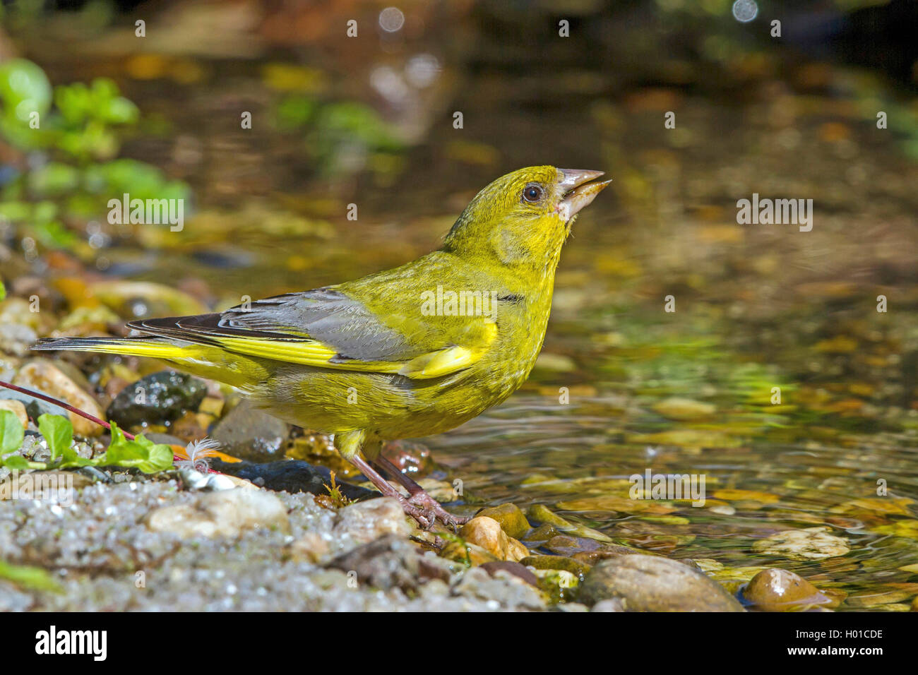 Western grünfink (Carduelis chloris), männlich Getränke an einem Bach, Deutschland, Mecklenburg-Vorpommern Stockfoto