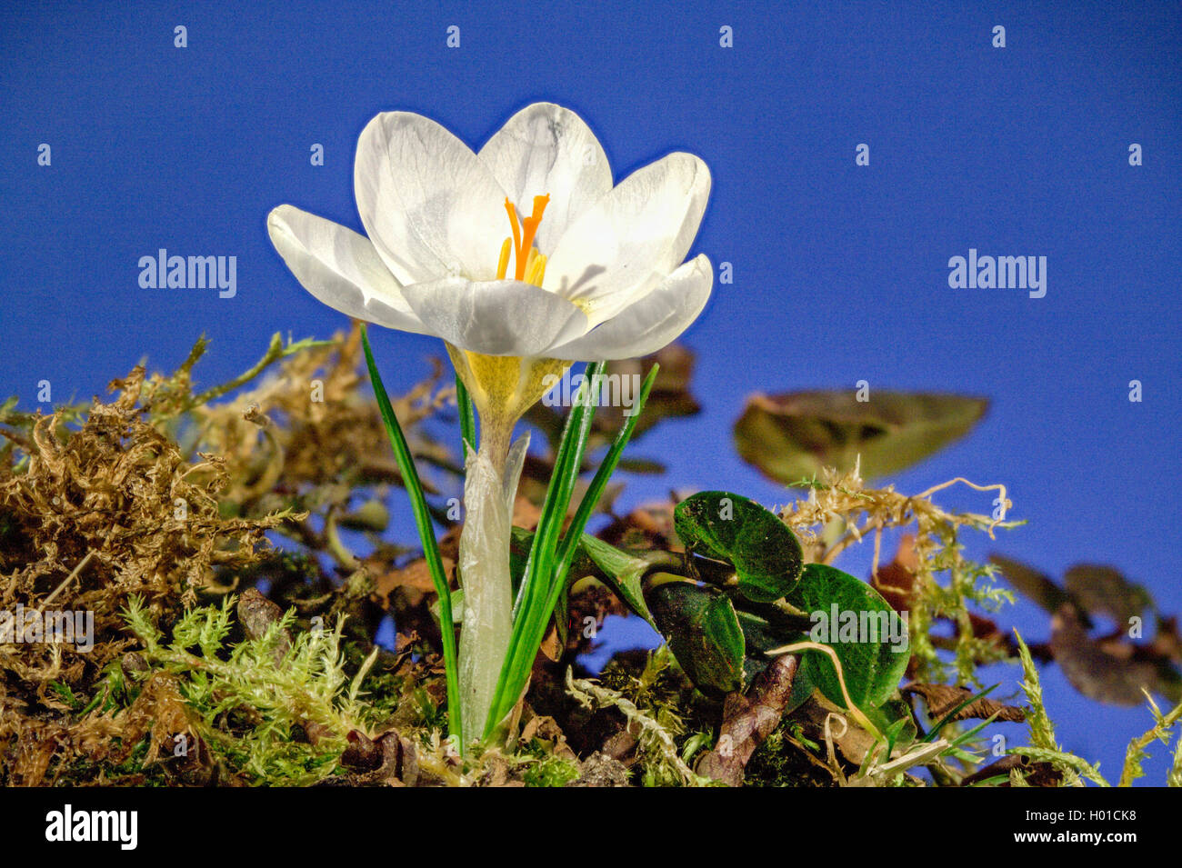 Krokus (Crocus spec.), mit weißen Blume Stockfoto
