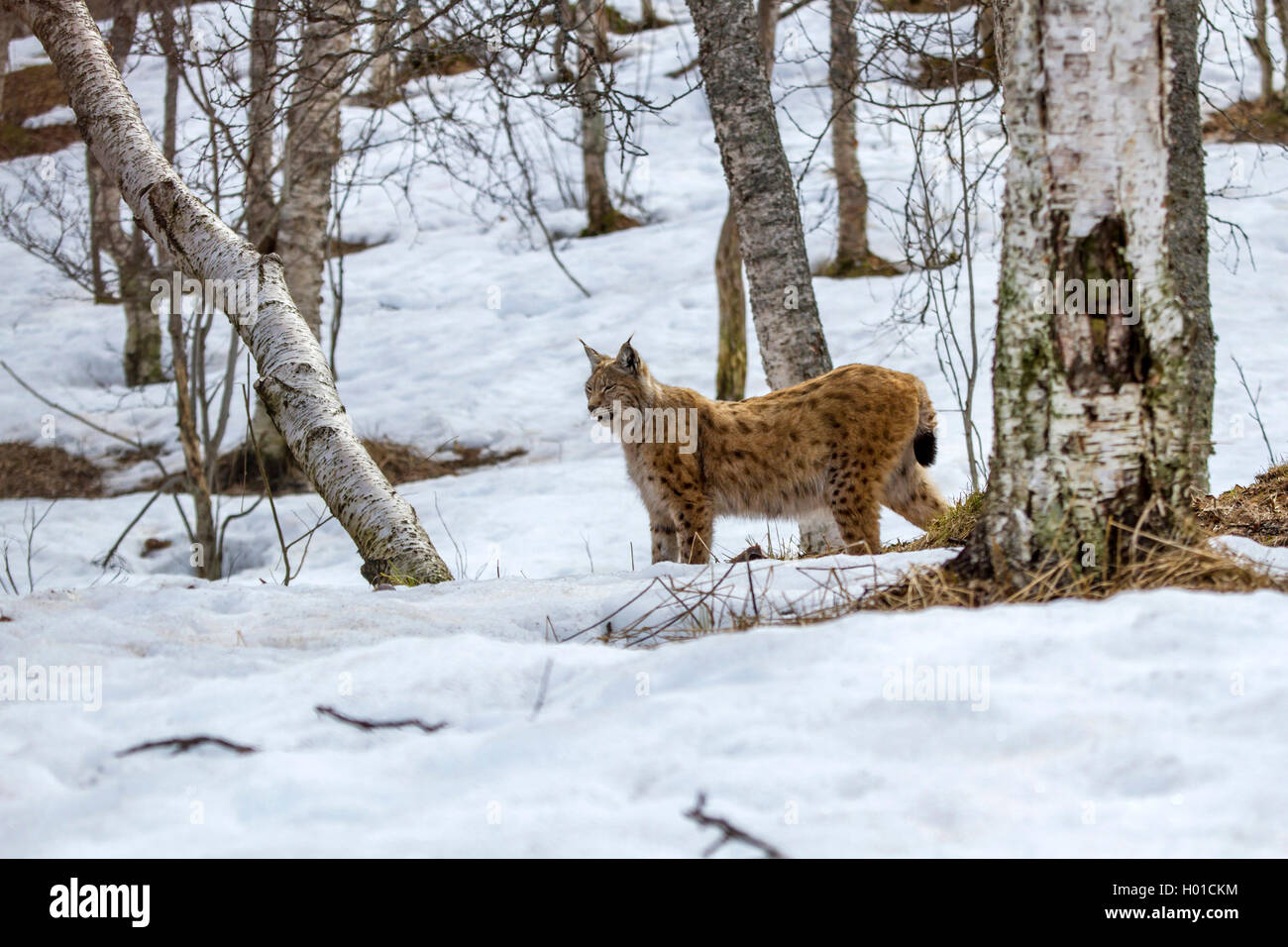 Northern Luchs (Lynx lynx Lynx), im verschneiten Wald, Norwegen Stockfoto