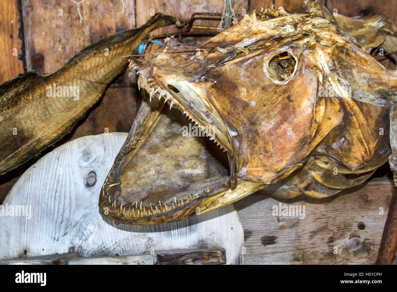 Atlantik, wolffish wolffish, Katze, Fisch, Seewolf (Anarhichas Lupus), getrocknete Atlantic wolffish in einem Restaurant, Norwegen, Lofoten, Sakrisoy Stockfoto