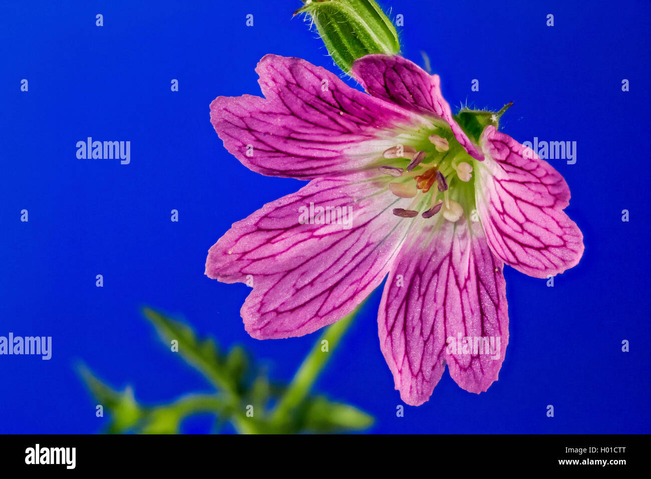 Französisch (Geranium endressii Cranesbill), Blume vor blauem Hintergrund Stockfoto