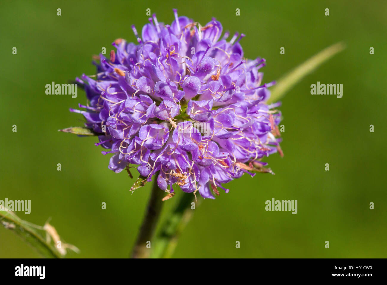 Südliche succisella, Devil's Bit Scabious (Succisa pratensis succisa, Scabiosa), Blütenstand, Deutschland, Mecklenburg-Vorpommern Stockfoto