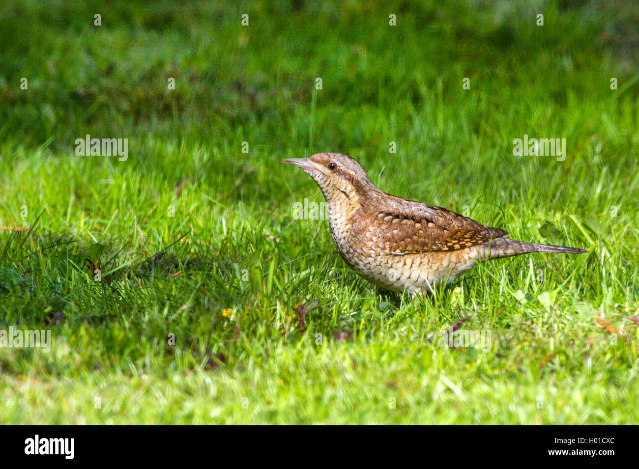 Northern Wendehals (Jynx torquilla), sucht Ameisen, Deutschland, Mecklenburg-Vorpommern Stockfoto