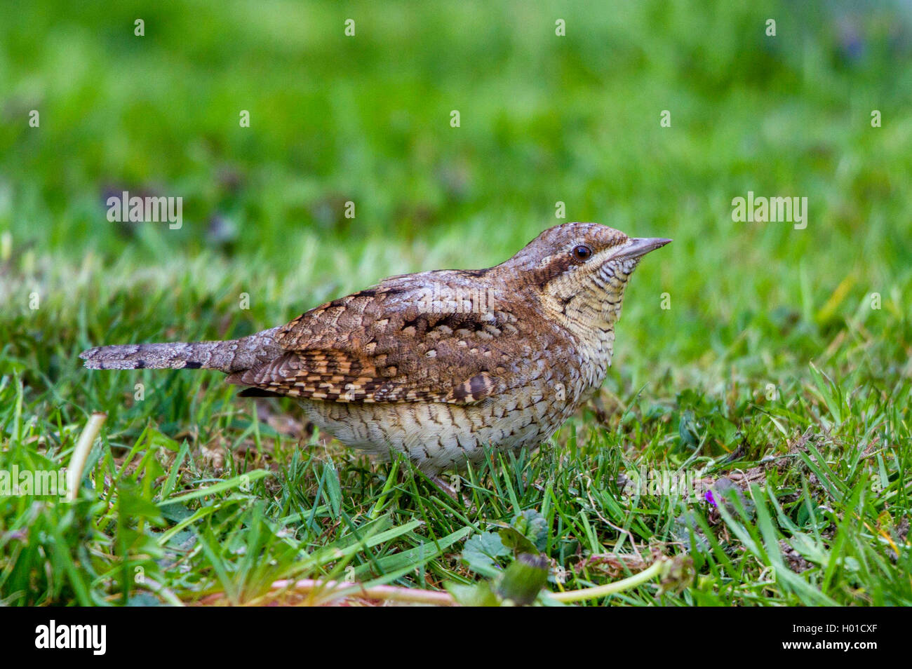Northern Wendehals (Jynx torquilla), sucht Ameisen, Deutschland, Mecklenburg-Vorpommern Stockfoto