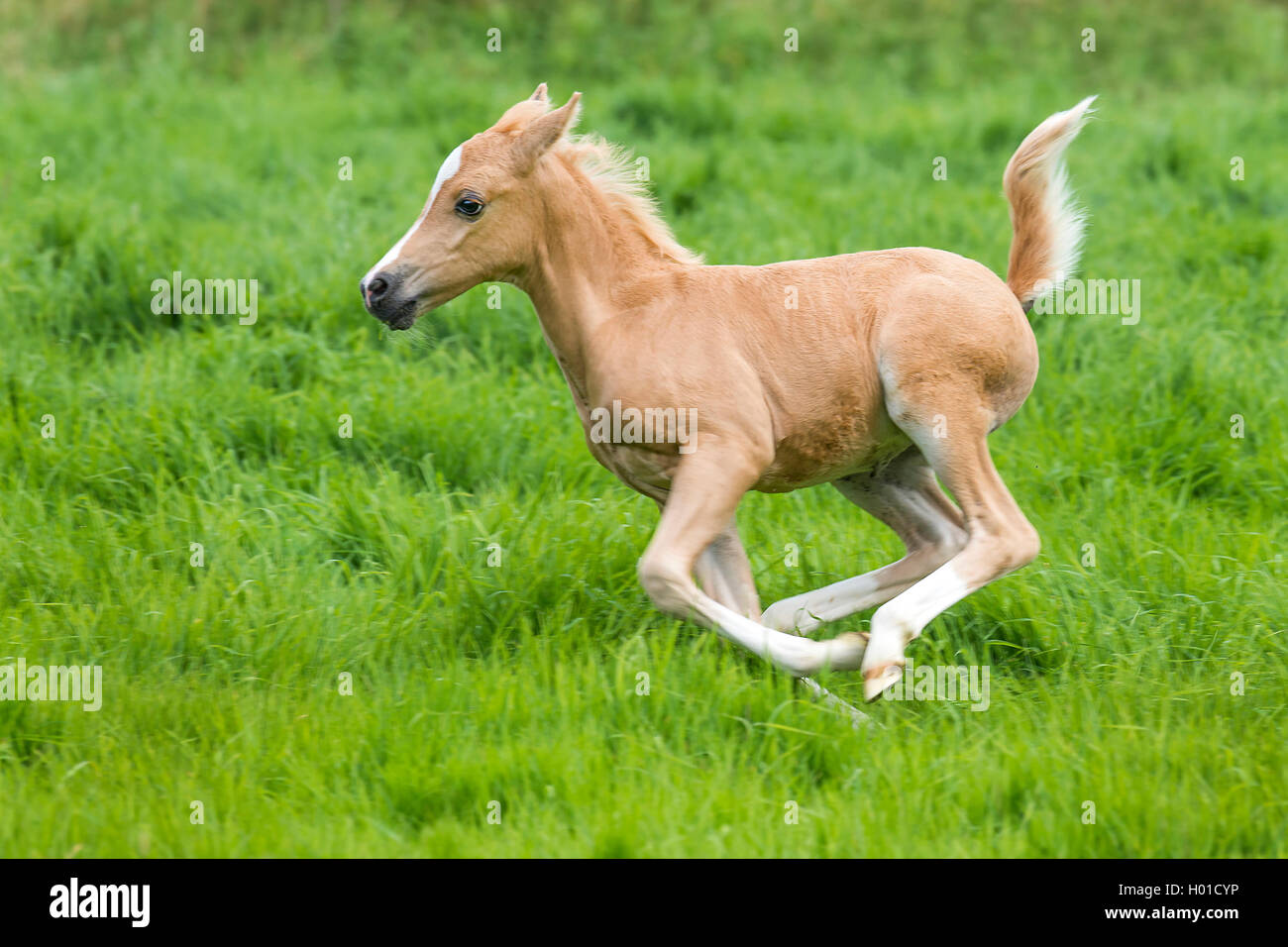 Die Walisische und cob Pony (Equus przewalskii f. caballus), galoppieren Fohlen in einer Wiese, Deutschland, Nordrhein-Westfalen Stockfoto