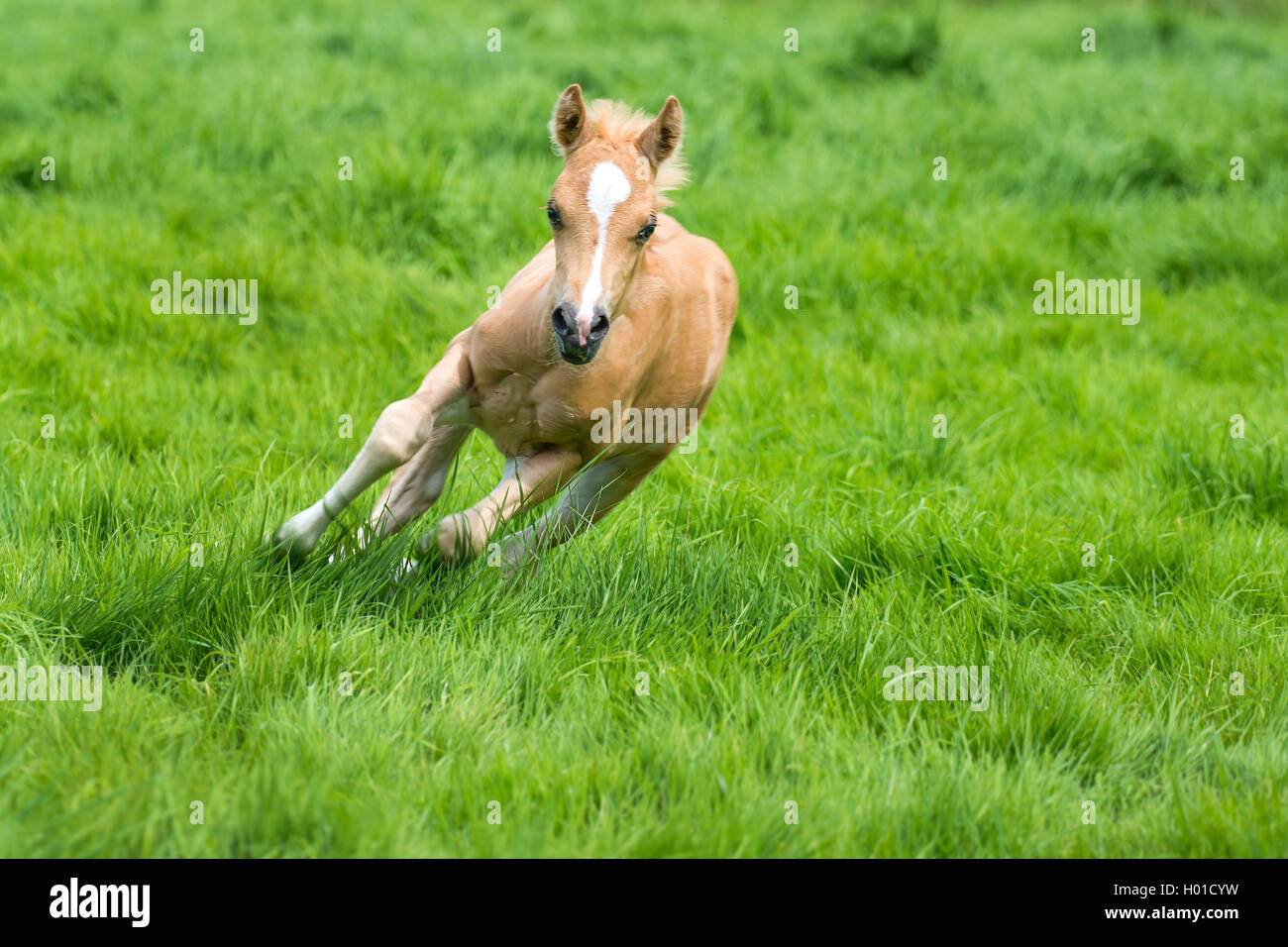 Die Walisische und cob Pony (Equus przewalskii f. caballus), galoppieren Fohlen in einer Wiese, Deutschland, Nordrhein-Westfalen Stockfoto