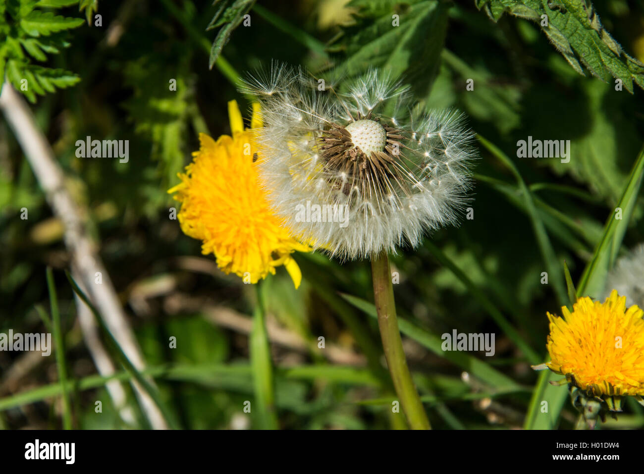 Löwenzahn Stockfoto