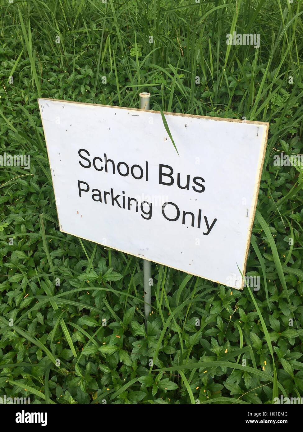 Schild "Schulbus Parken nur" zu sagen Stockfoto