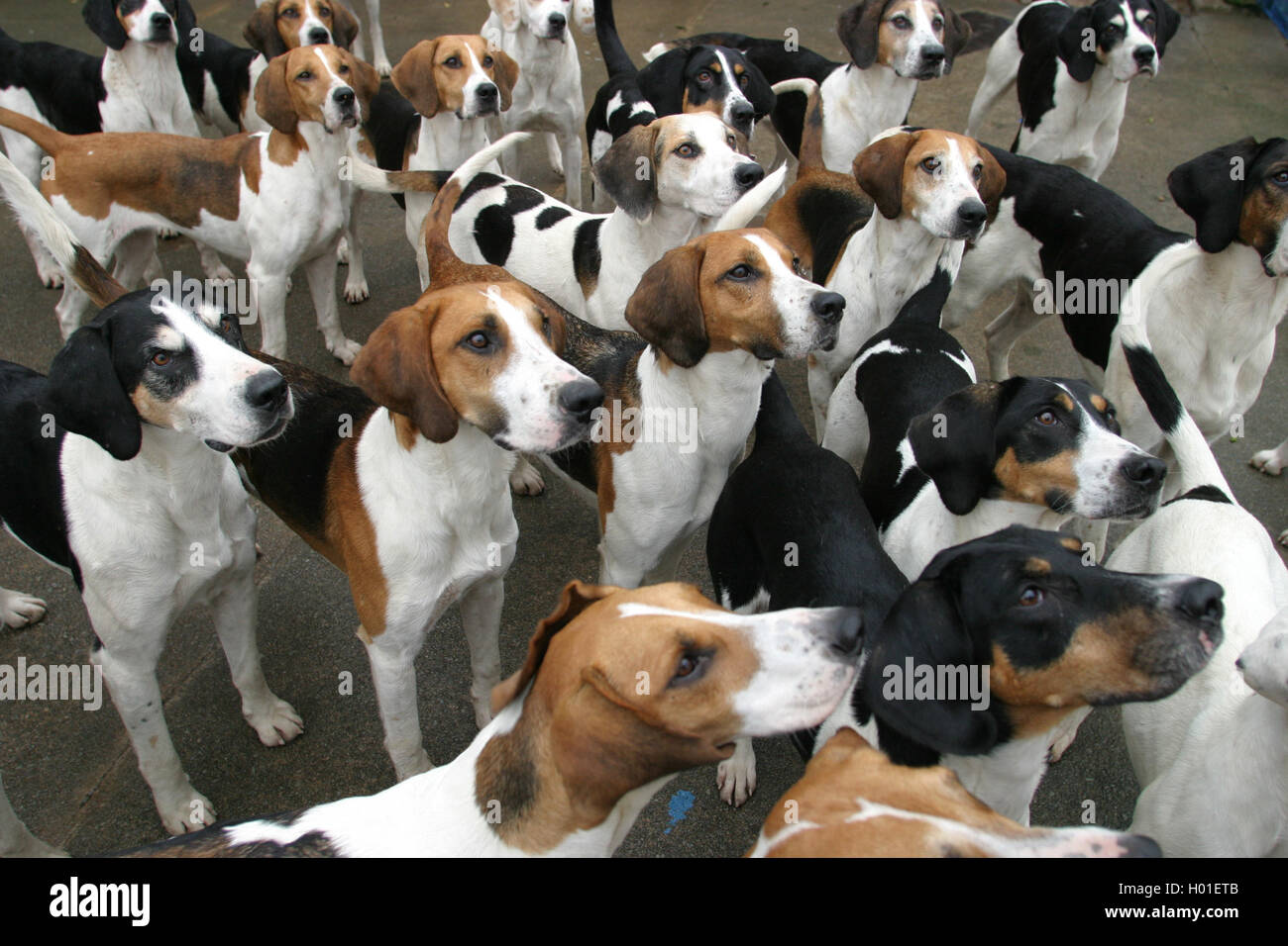 Die Blencathra Foxhounds, auch genannt John Peel Hunt, in ihren Zwingern in Threlkeld im englischen Lake District. Stockfoto