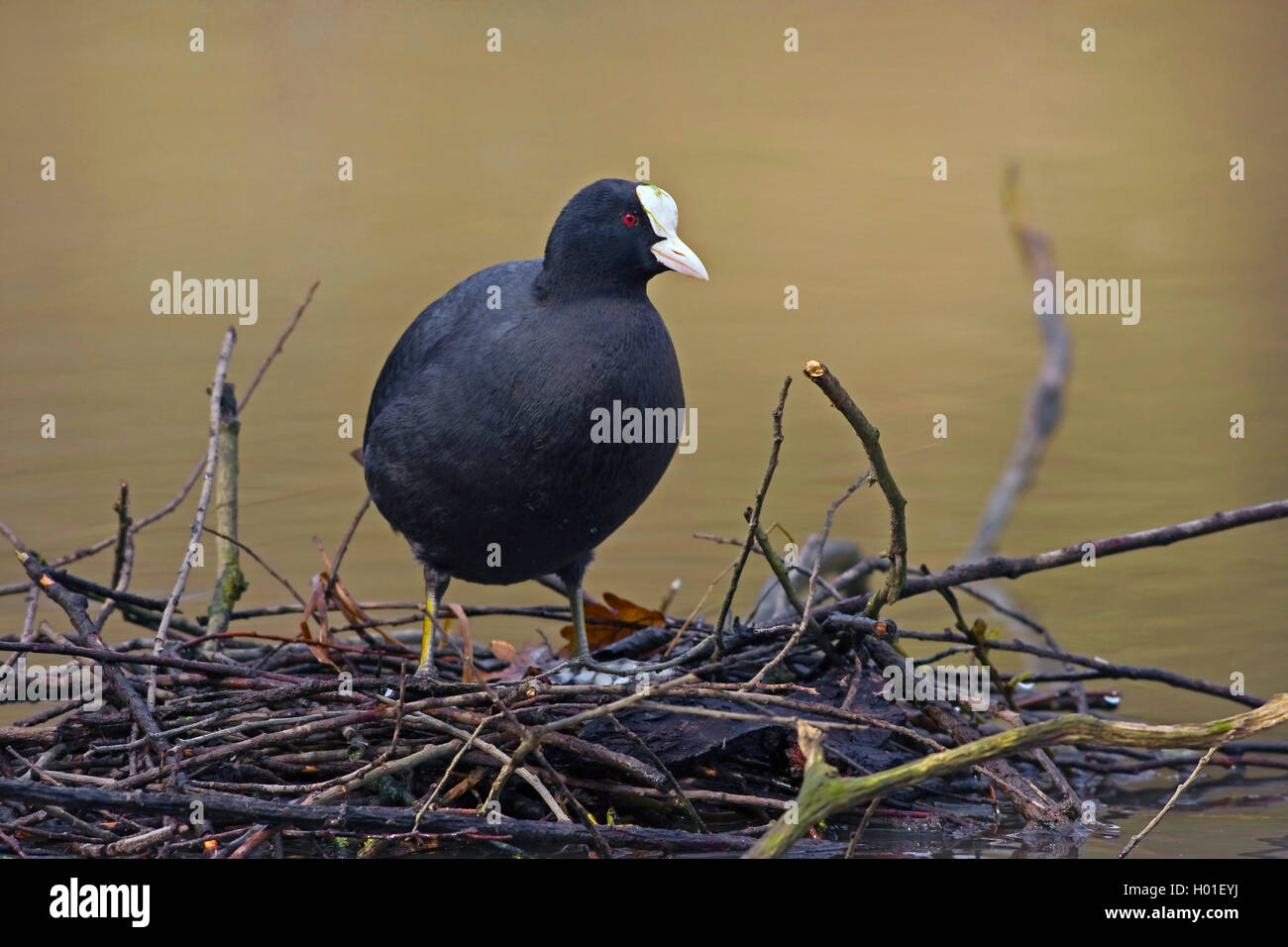 Schwarz Blässhuhn (Fulica atra), bauen ein Nest, Deutschland Stockfoto