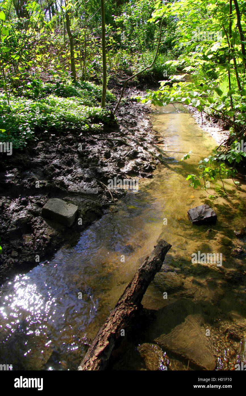 Waldnebenfluß Hexbach, Naturschutzgebiet Mülheim an der Ruhr Duempten,  Deutschland, Nordrhein-Westfalen, Ruhrgebiet, Mülheim/Ruhr Stockfotografie  - Alamy