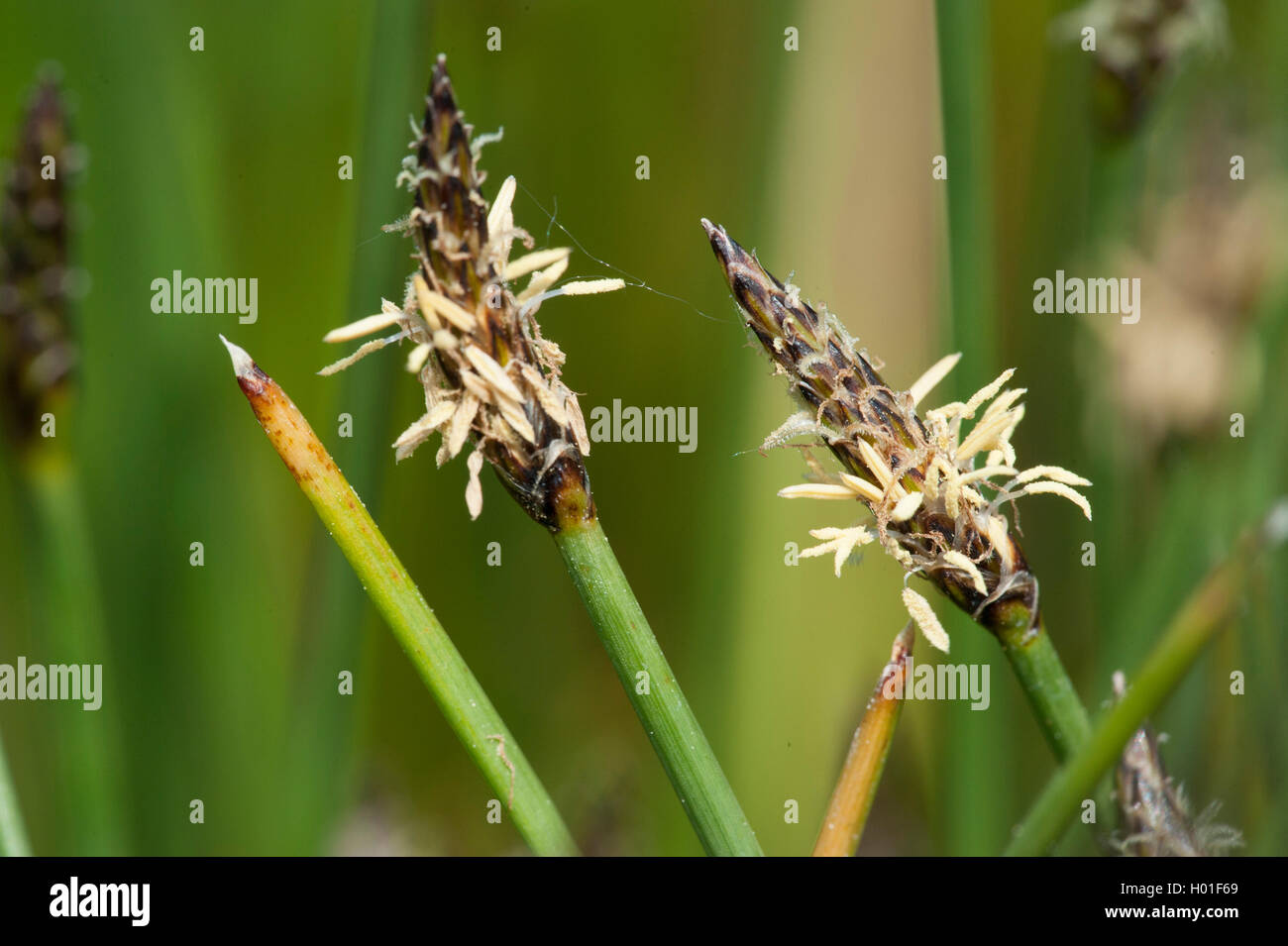Schleichende spike - rush, gemeinsame Spike - rush, blasse Spike - Rush (Eleocharis palustris), Blütenstand, Deutschland Stockfoto