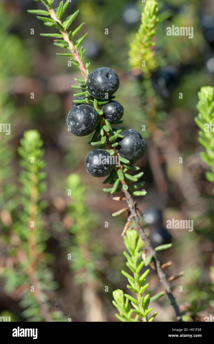 Schwarz crowberry (Empetrum nigrum), Zweigniederlassung, mit reifen Früchten, Deutschland Stockfoto