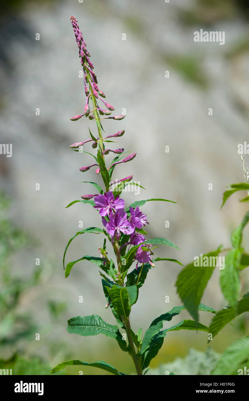 Fireweed, blühenden Sally, Rosebay Willow-Kraut, große Willow-Kraut (Epilobium angustifolium, Chamerion angustifolium), Blütenstand, Schweiz Stockfoto Fireweed, blühenden Sally, Rosebay Willow-Kraut, große Willow-Kraut (Epilobium angustifolium, Chamerion angustifolium), Blütenstand, Schweiz Stockfoto