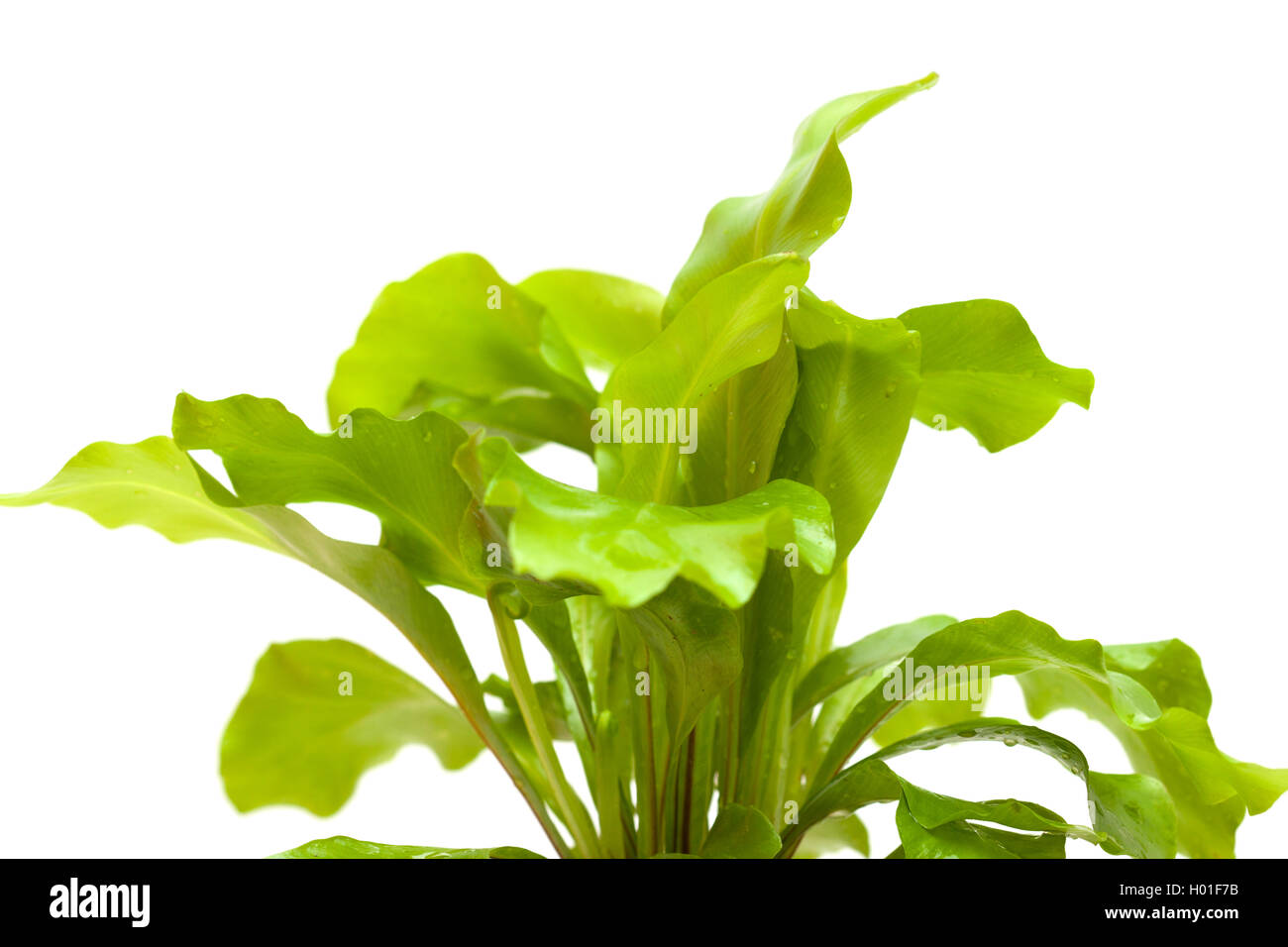 Asplenium Nidus, Vogel-Nest-Farn wächst in einem Retro-Emaille Becher isoliert auf weißem Hintergrund Stockfoto