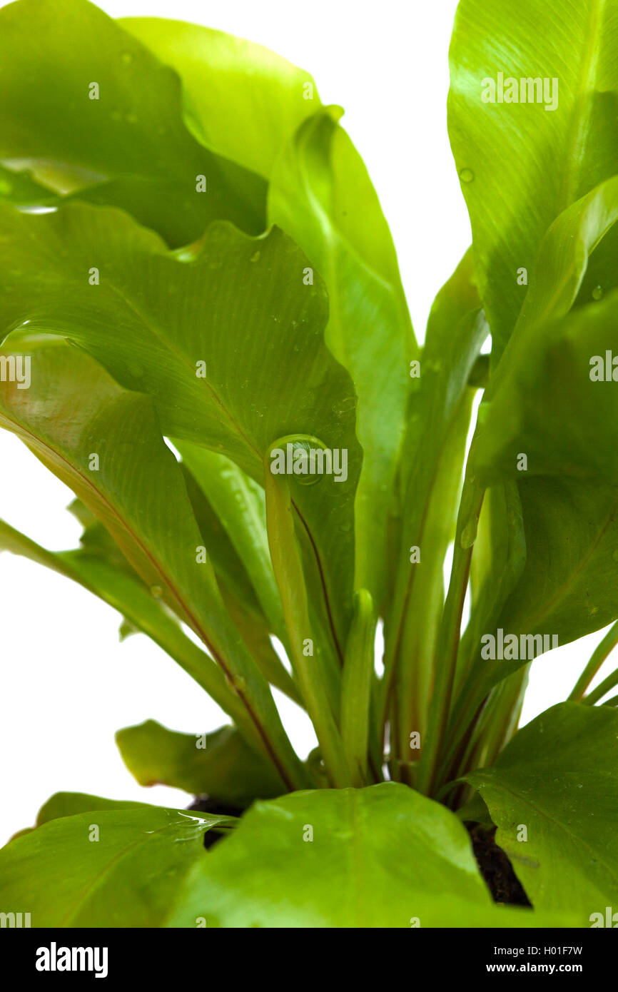 Asplenium Nidus, Vogel-Nest-Farn isoliert auf weißem Hintergrund Stockfoto