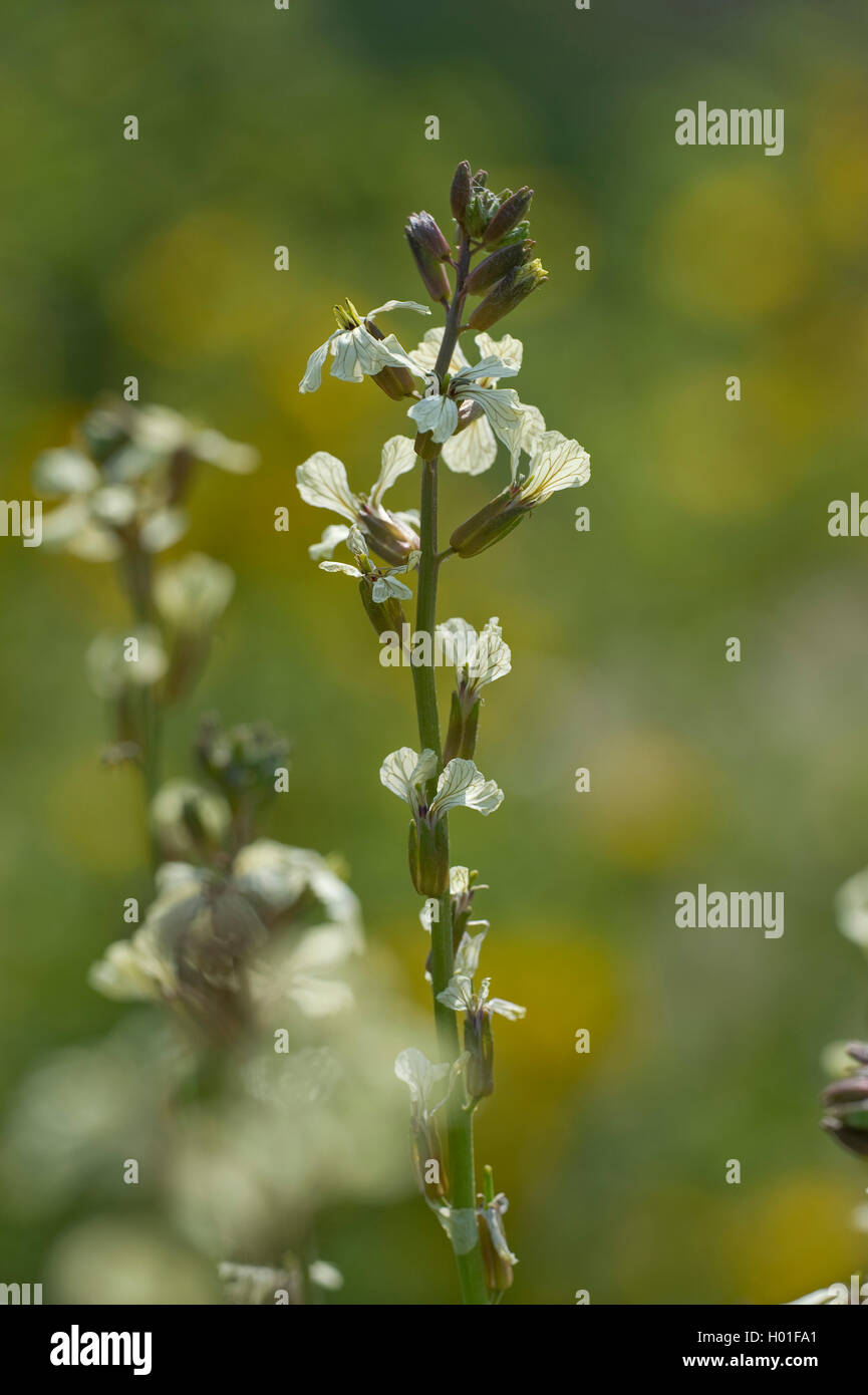 Rocket sallad (Eruca sativa), blühende Stockfoto