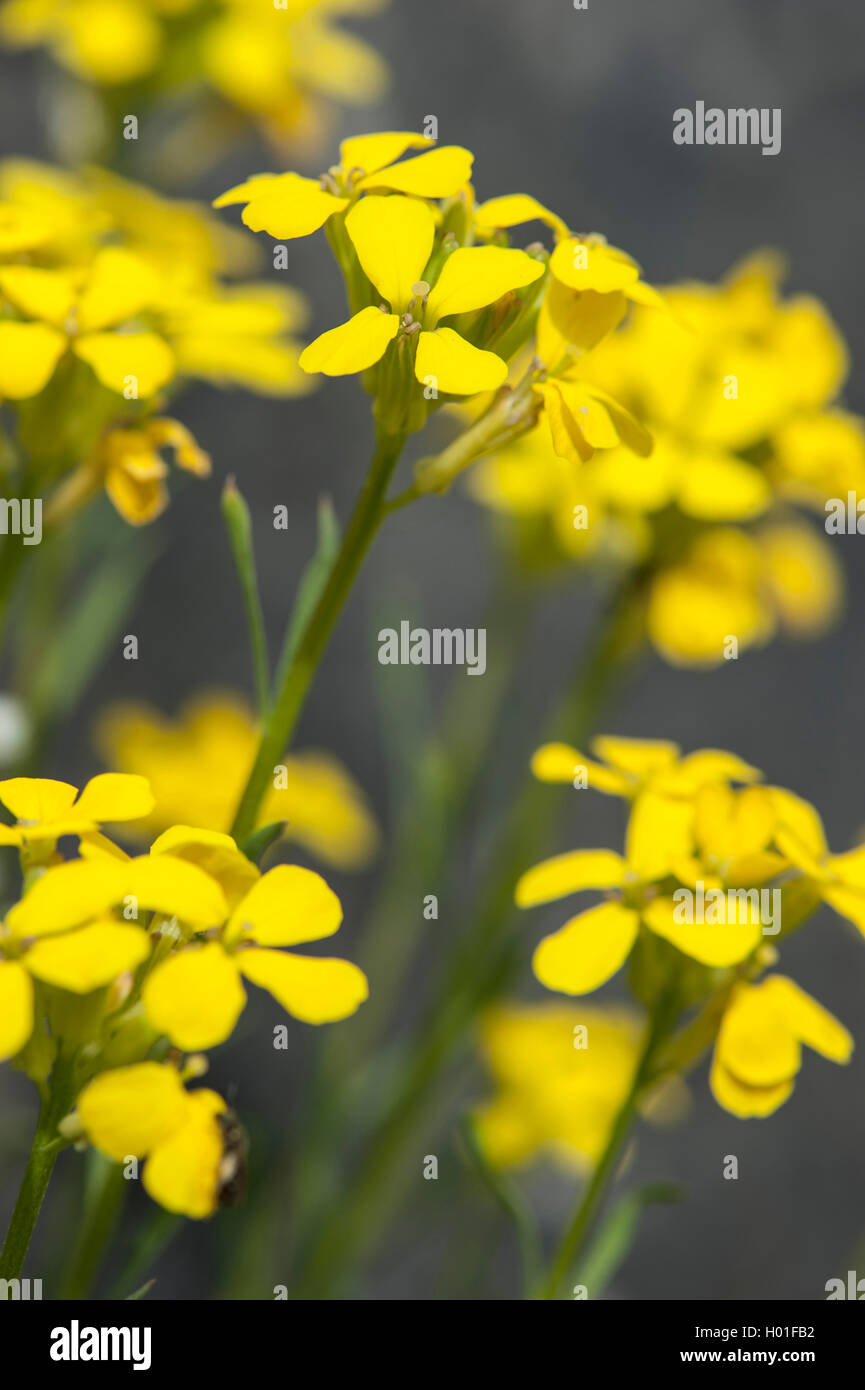 Rhätische Sirup Senf, getuftet Mauerblümchen (Wegrauke Helveticum, Wegrauke Rhaeticum), blühen, Schweiz Stockfoto