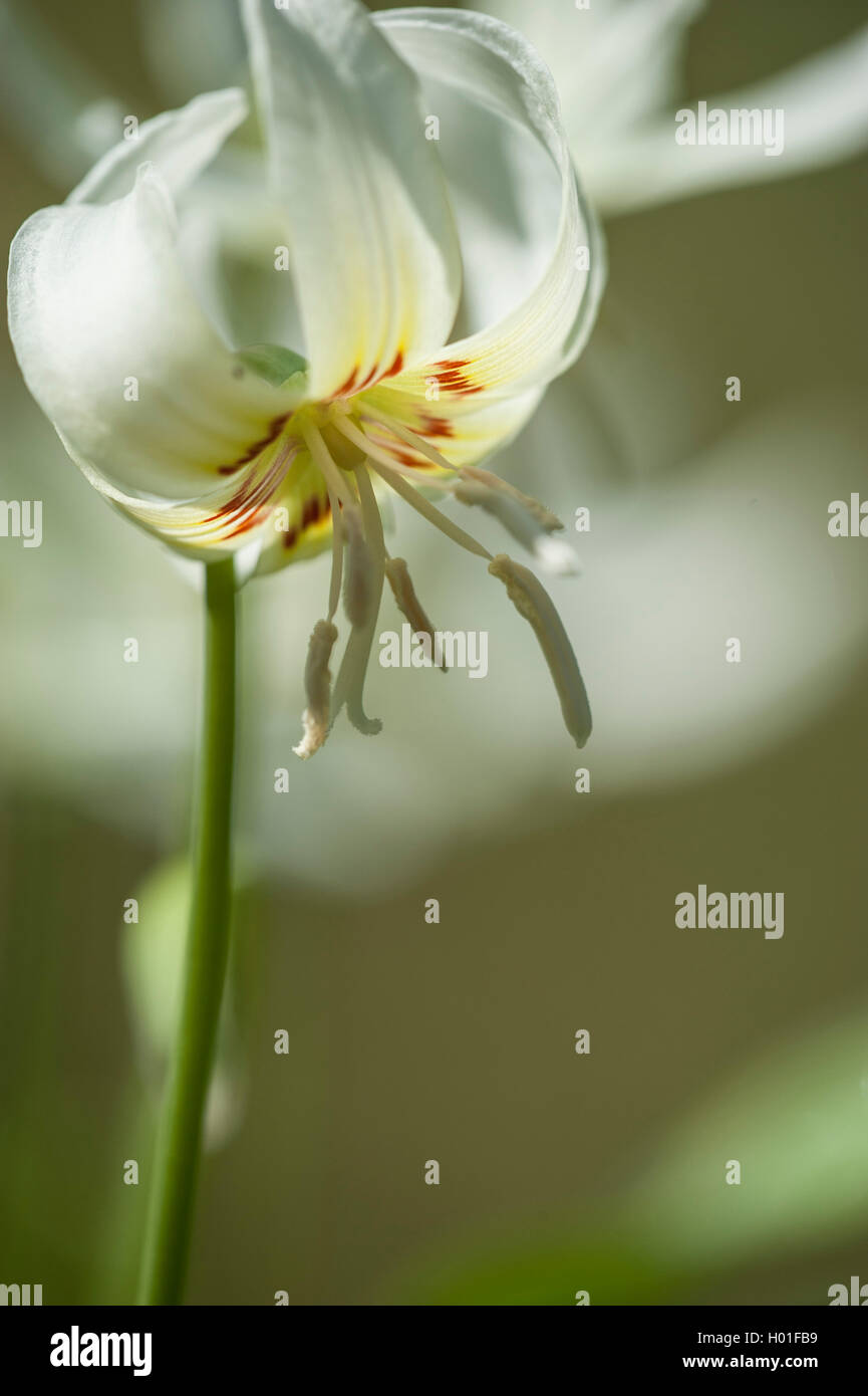 Der Hund - Zahn (Erythronium californicum), Blume Stockfoto