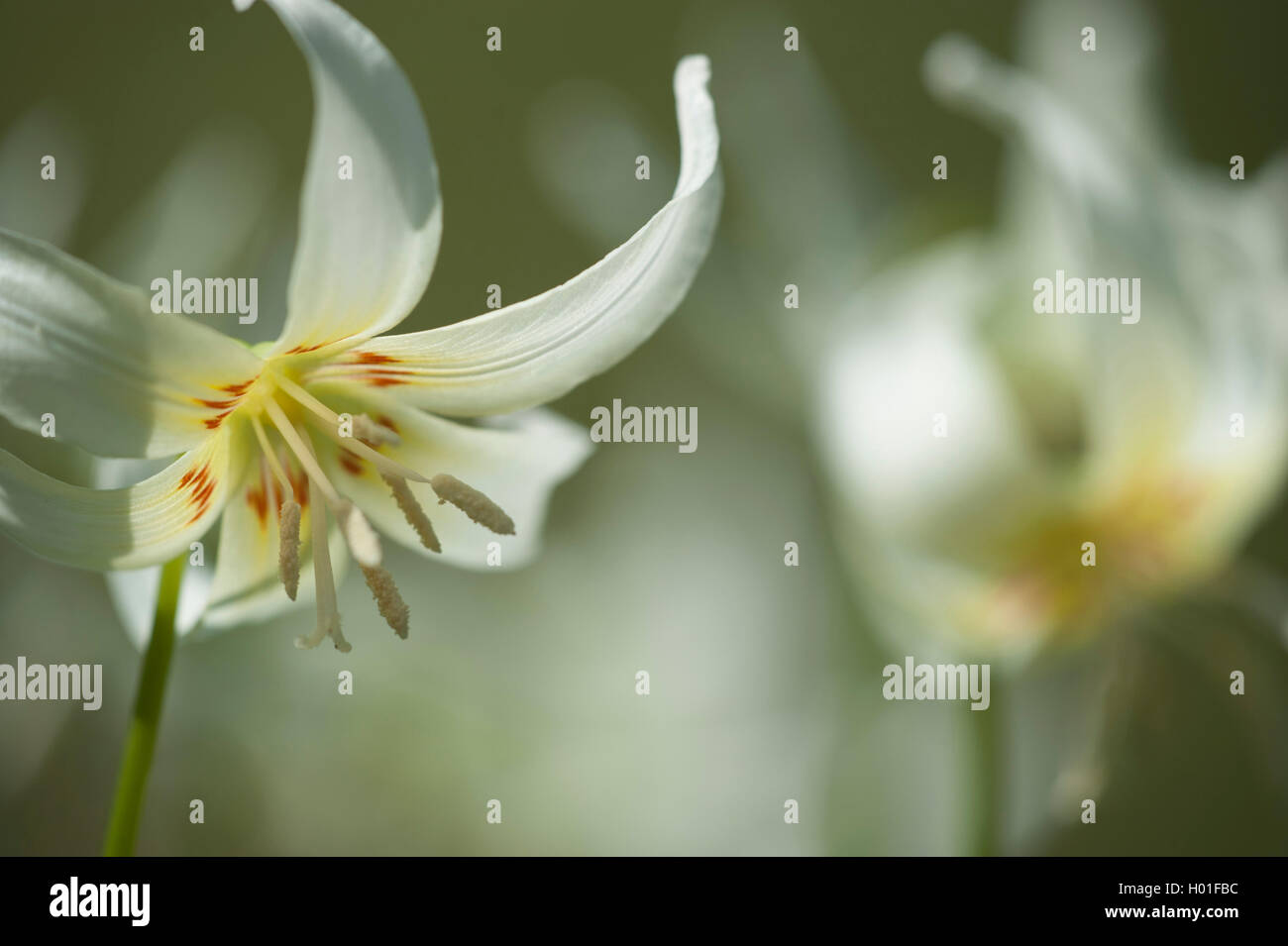 Der Hund - Zahn (Erythronium californicum), Blume Stockfoto