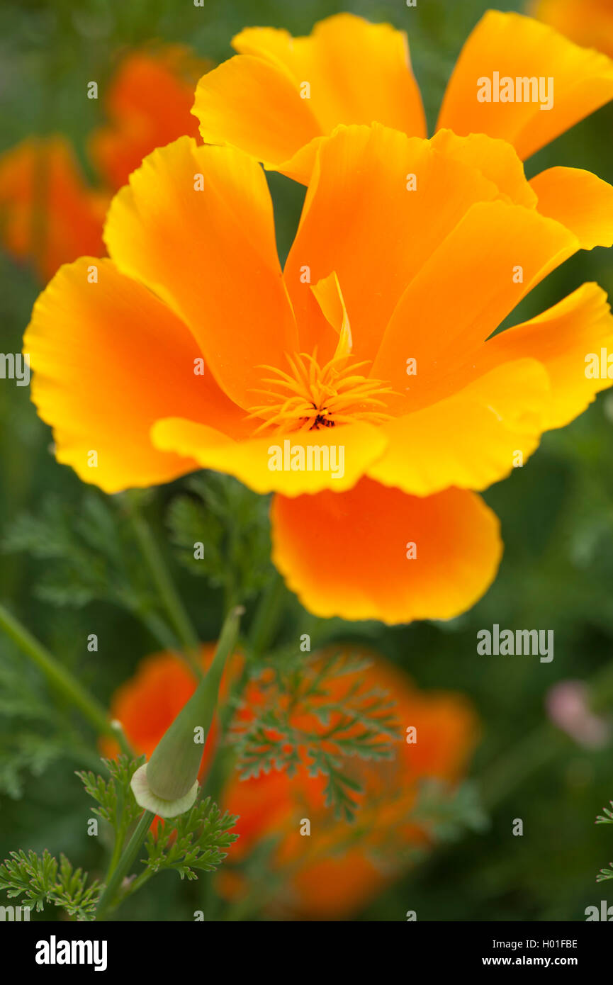 Kalifornischer Mohn, kalifornische Mohn, gold Mohn (Eschscholzia Californica), Blume Stockfoto