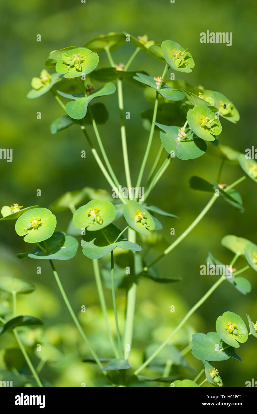 Holz-Wolfsmilch (Euphorbia Amygdaloides), blühen, Deutschland Stockfoto