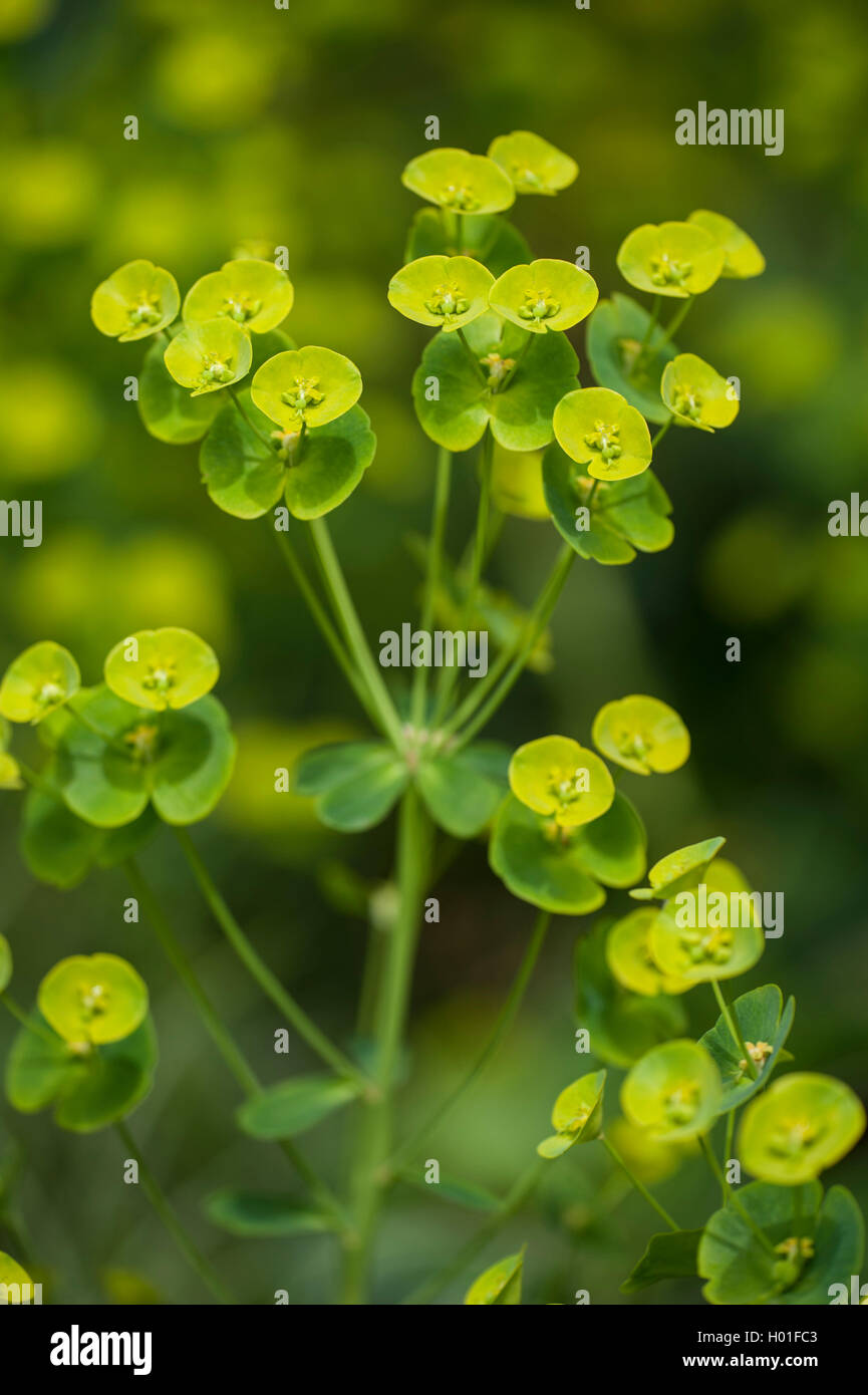 Holz-Wolfsmilch (Euphorbia Amygdaloides), blühen, Deutschland Stockfoto