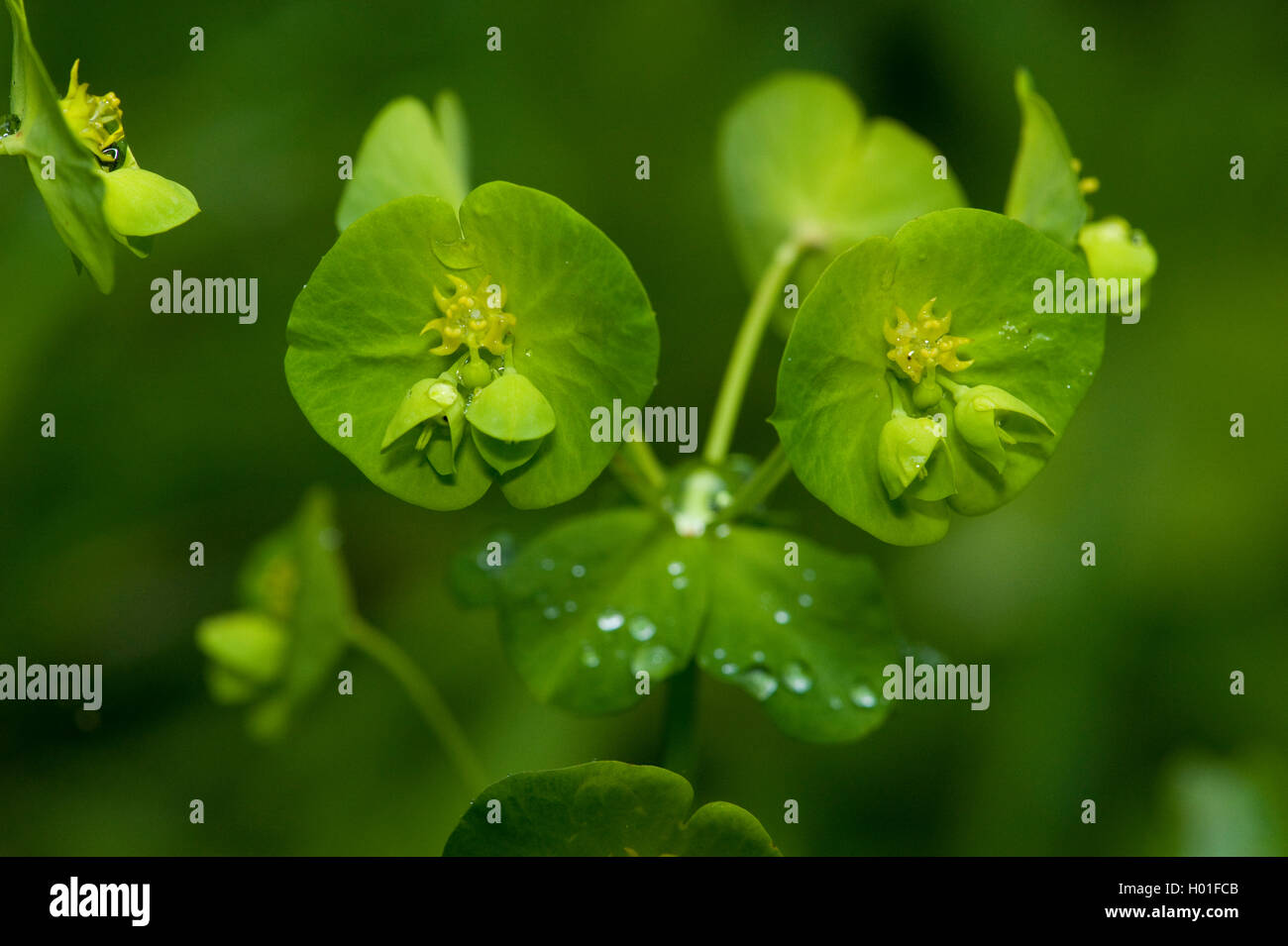 Holz-Wolfsmilch (Euphorbia Amygdaloides), blühen, Deutschland Stockfoto