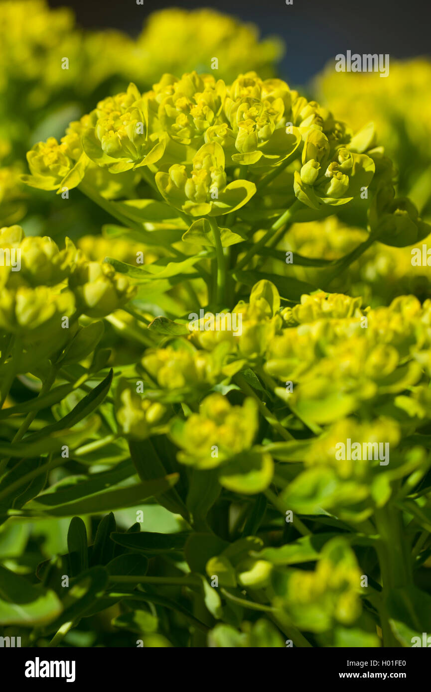 Sumpf-Wolfsmilch (Euphorbia Palustris), blühen, Deutschland Stockfoto