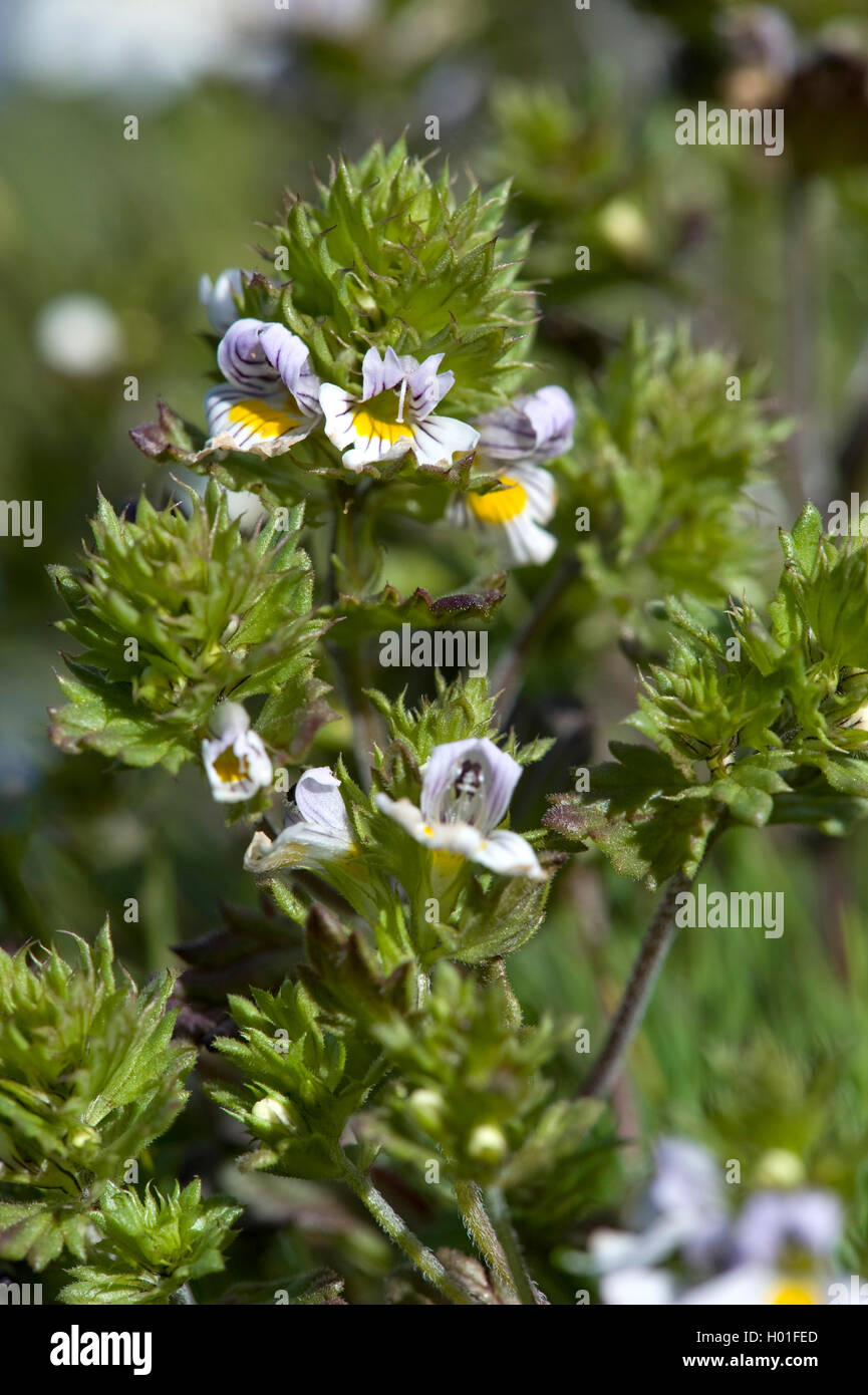 Droge Augentrost (Euphrasia Stricta), blühende, Österreich Stockfoto