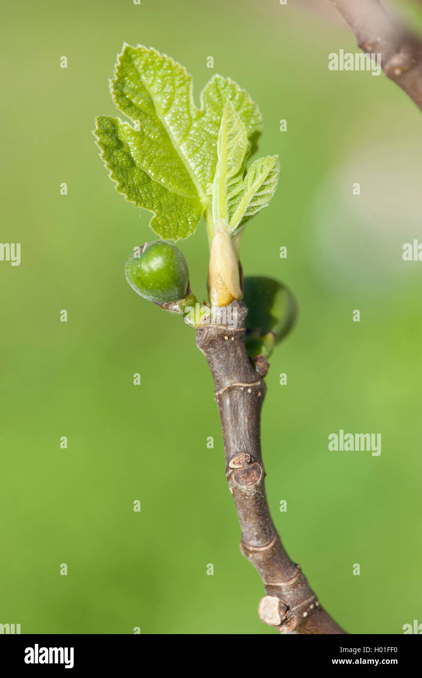 Essbare Feige, Feige, Feigenbaum (Ficus Carica), Zweig mit Blättern und jungen Früchte Stockfoto