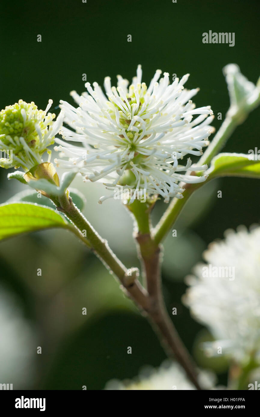 Zwerg Hexe Alder (fothergilla Gardenii), blühende Stockfoto