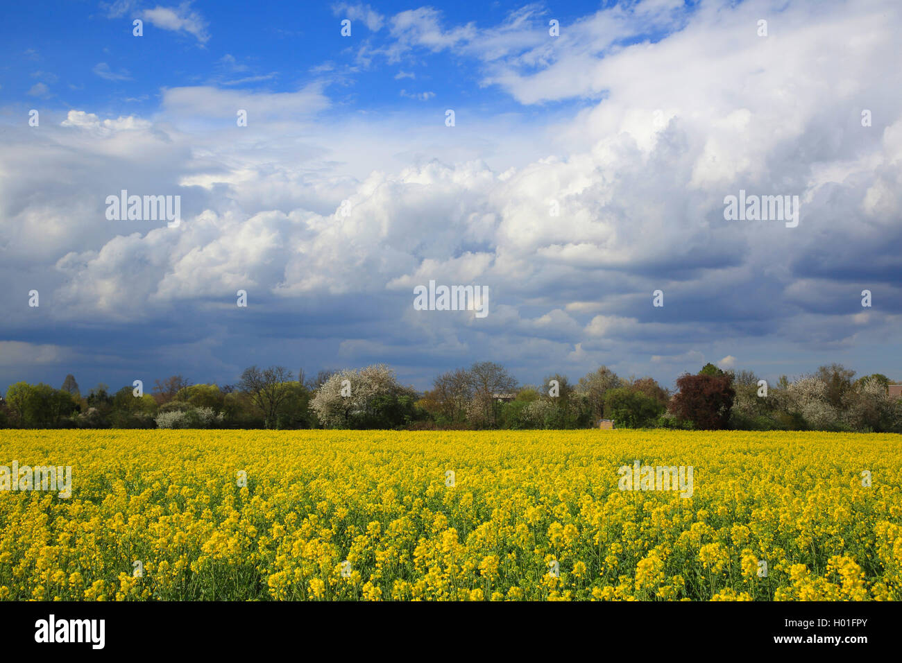 Raps, Rübsen (Brassica napus), blühende rapefield, Deutschland, Baden-Württemberg Stockfoto